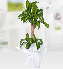 Yucca Mesengena(BUYUK)